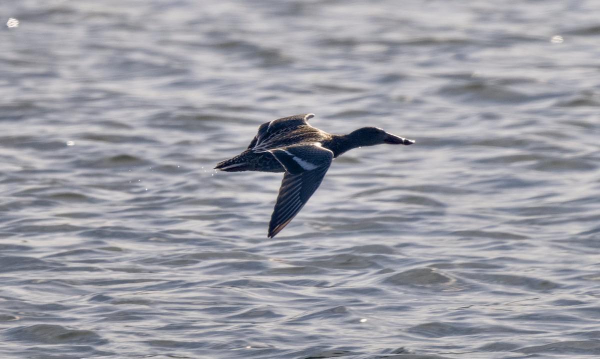 Mestolone - ML649503878