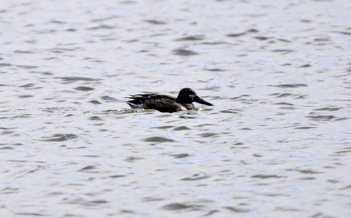 Mestolone - ML649503879