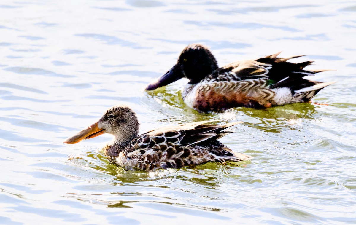 Mestolone - ML649503881