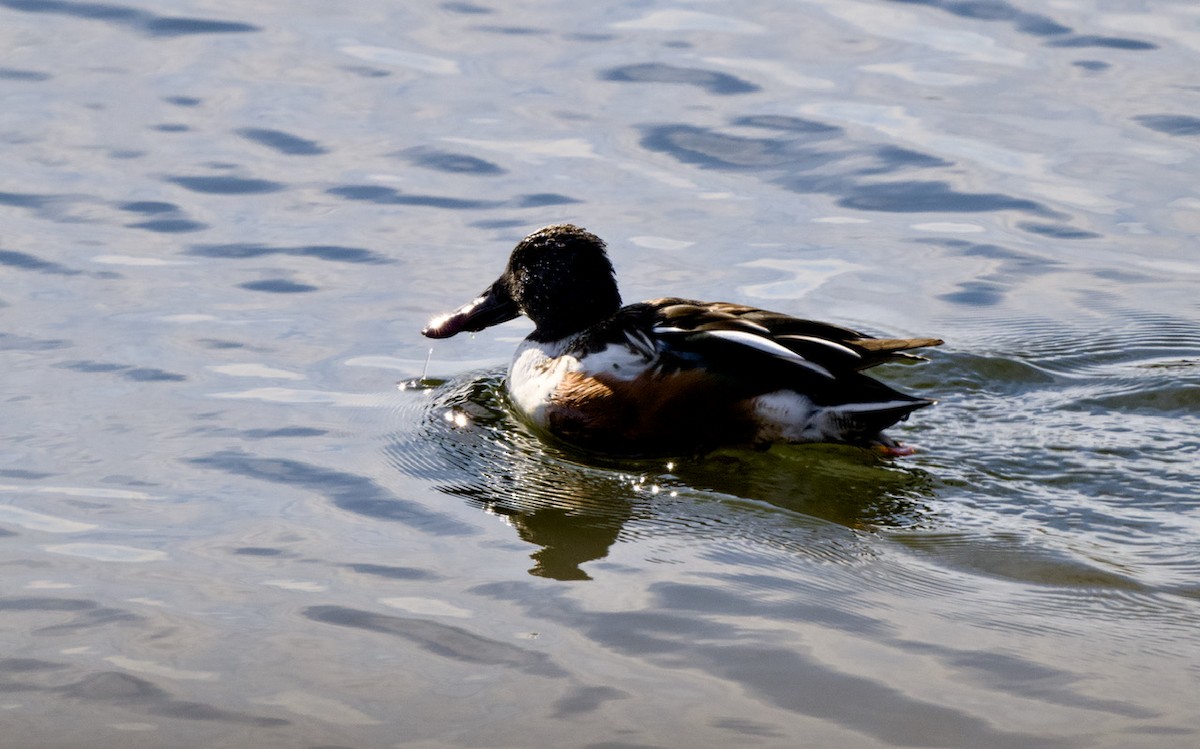 Mestolone - ML649503898