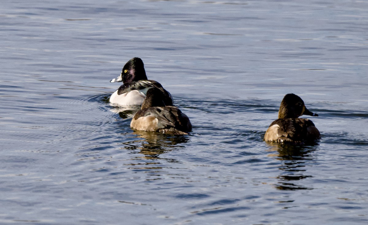 Moretta dal collare - ML649503941