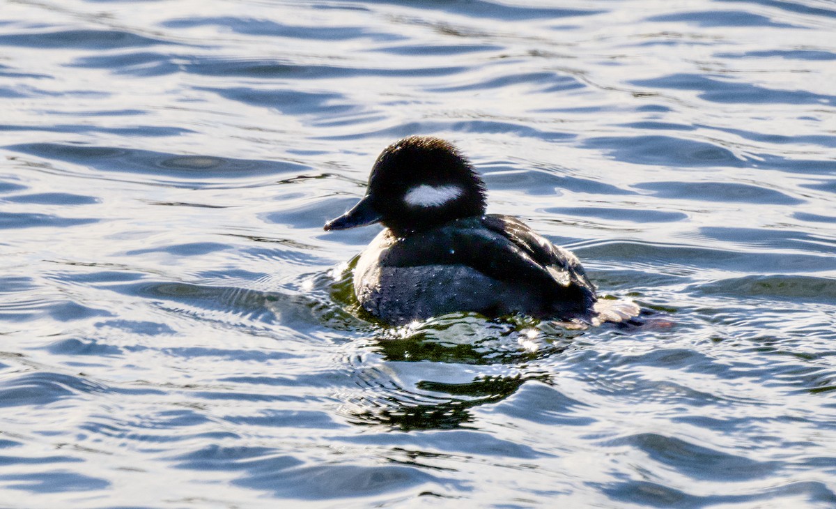 Bufflehead - ML649503975