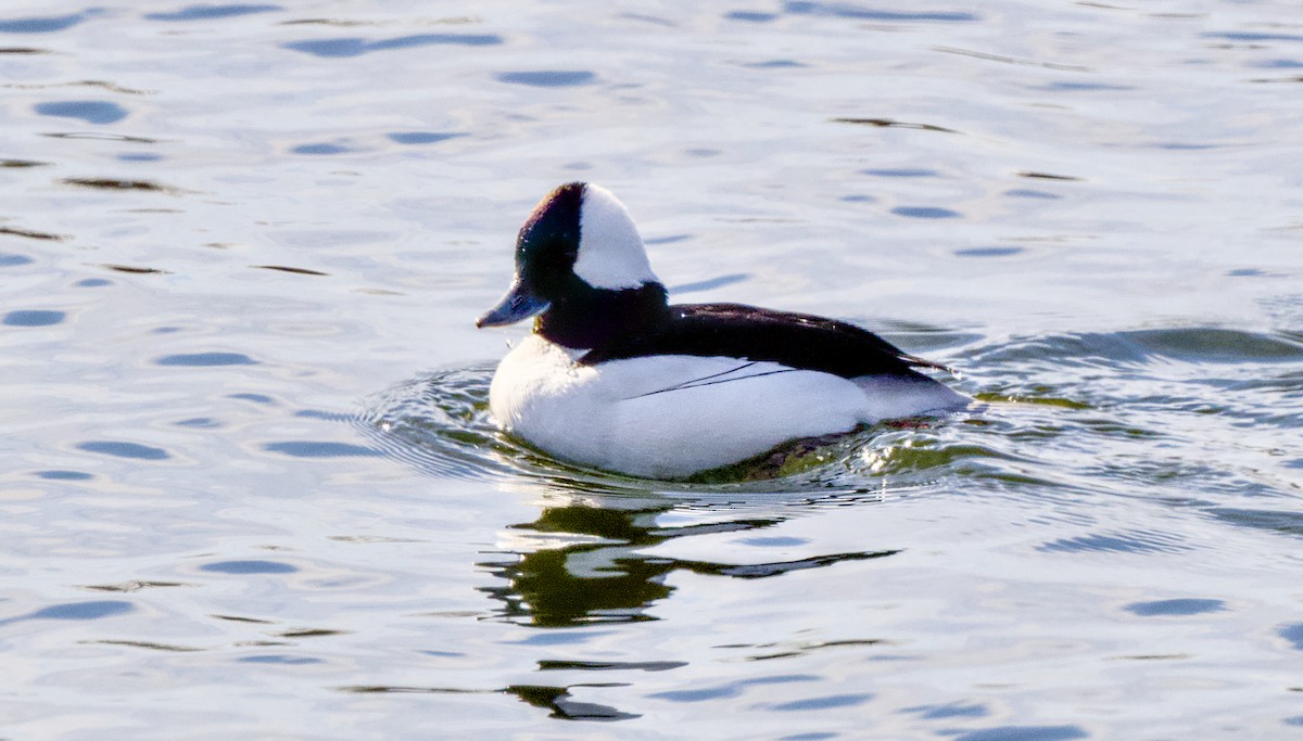 Bufflehead - ML649503976
