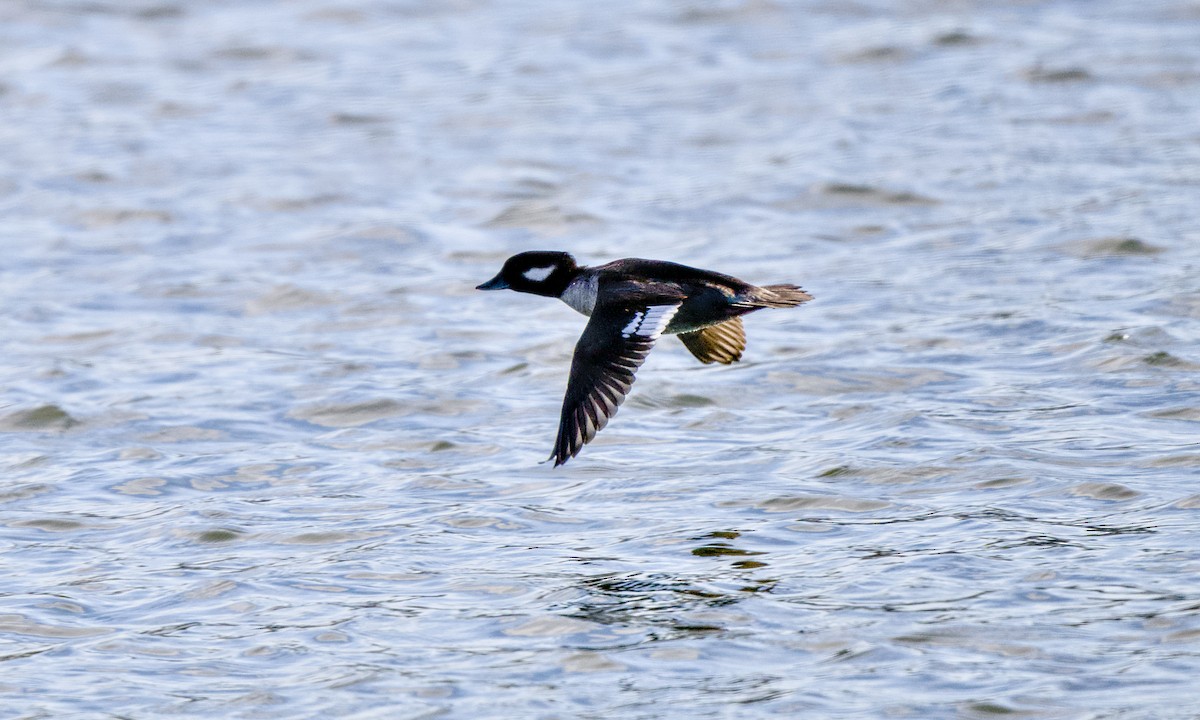 Bufflehead - ML649503977