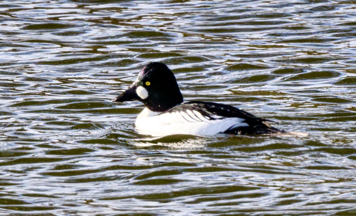 Quattrocchi - ML649503987