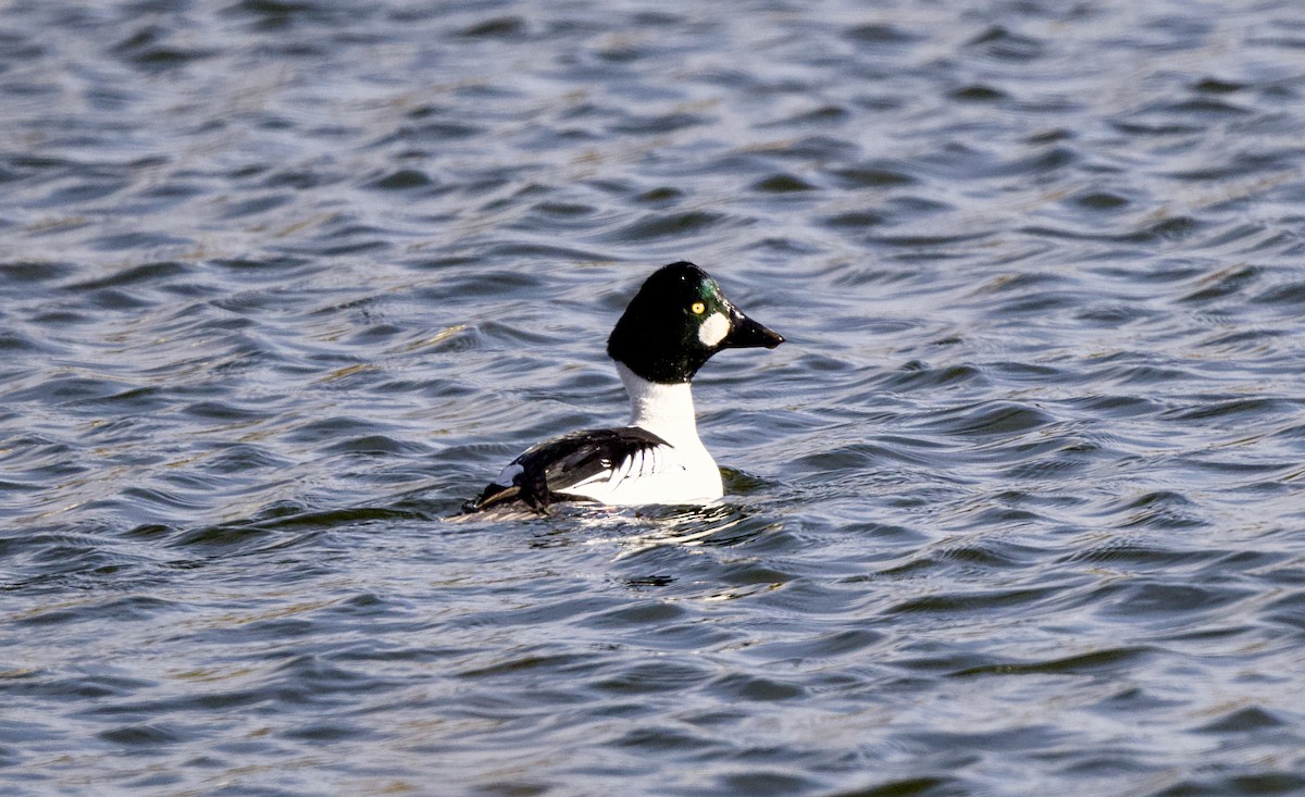 Quattrocchi - ML649503988