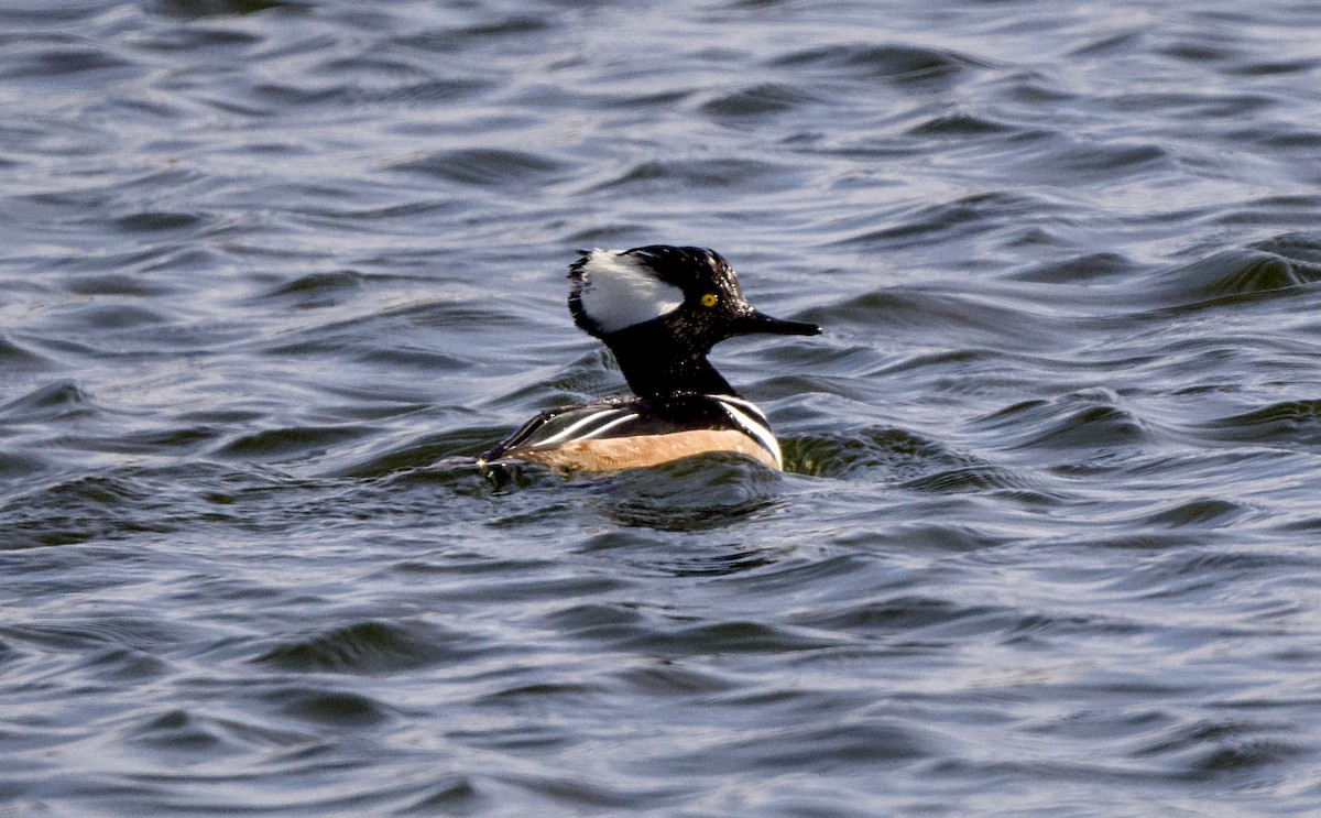 Smergo dal cappuccio - ML649504011