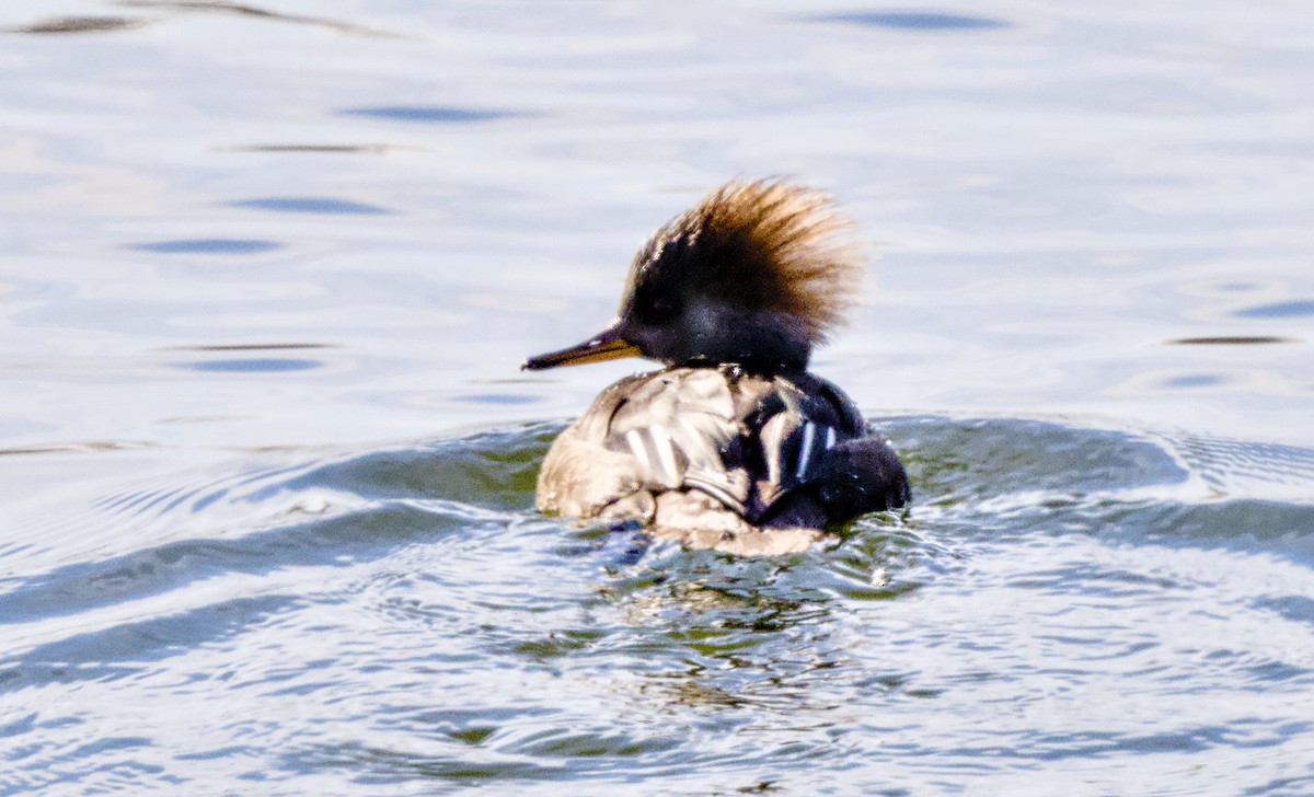 Smergo dal cappuccio - ML649504012