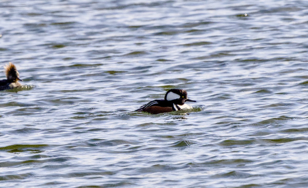 Smergo dal cappuccio - ML649504014