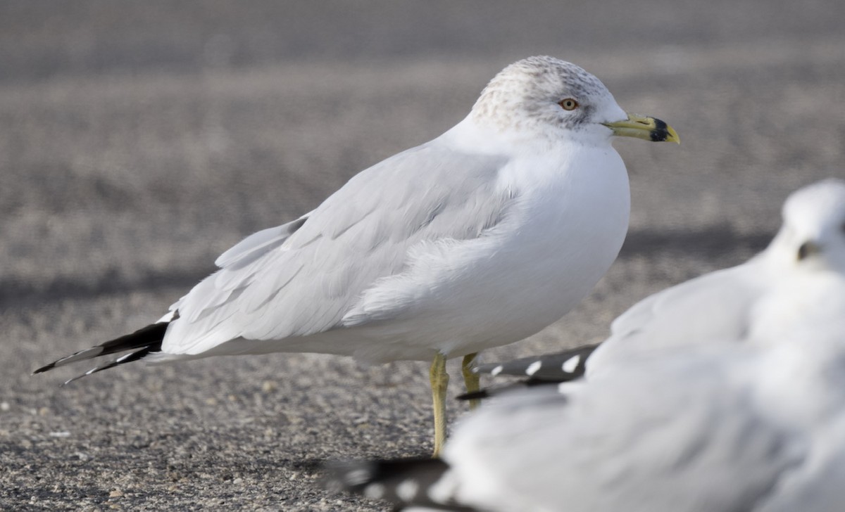 Gavina americana - ML649504029