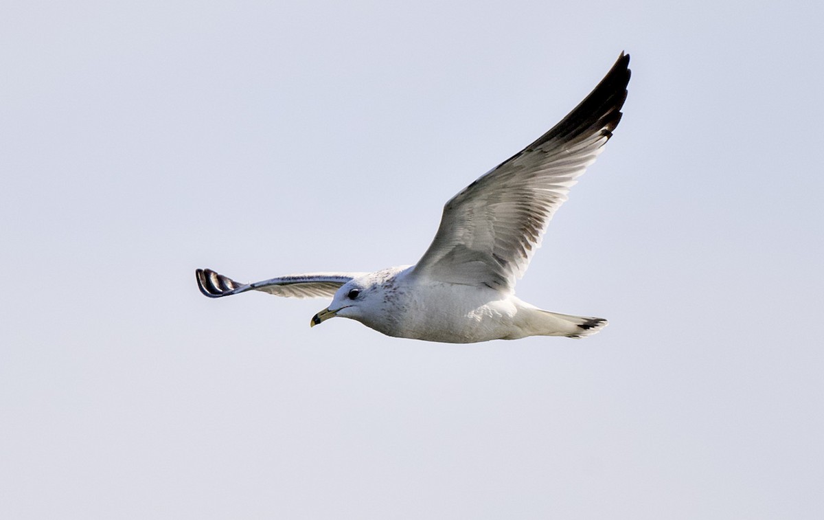 Gavina americana - ML649504030