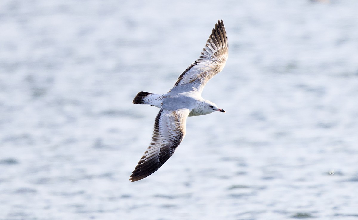 Gavina americana - ML649504031