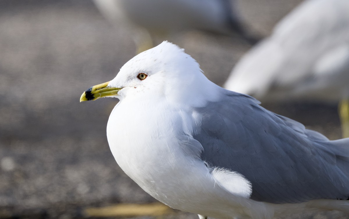 Gavina americana - ML649504032