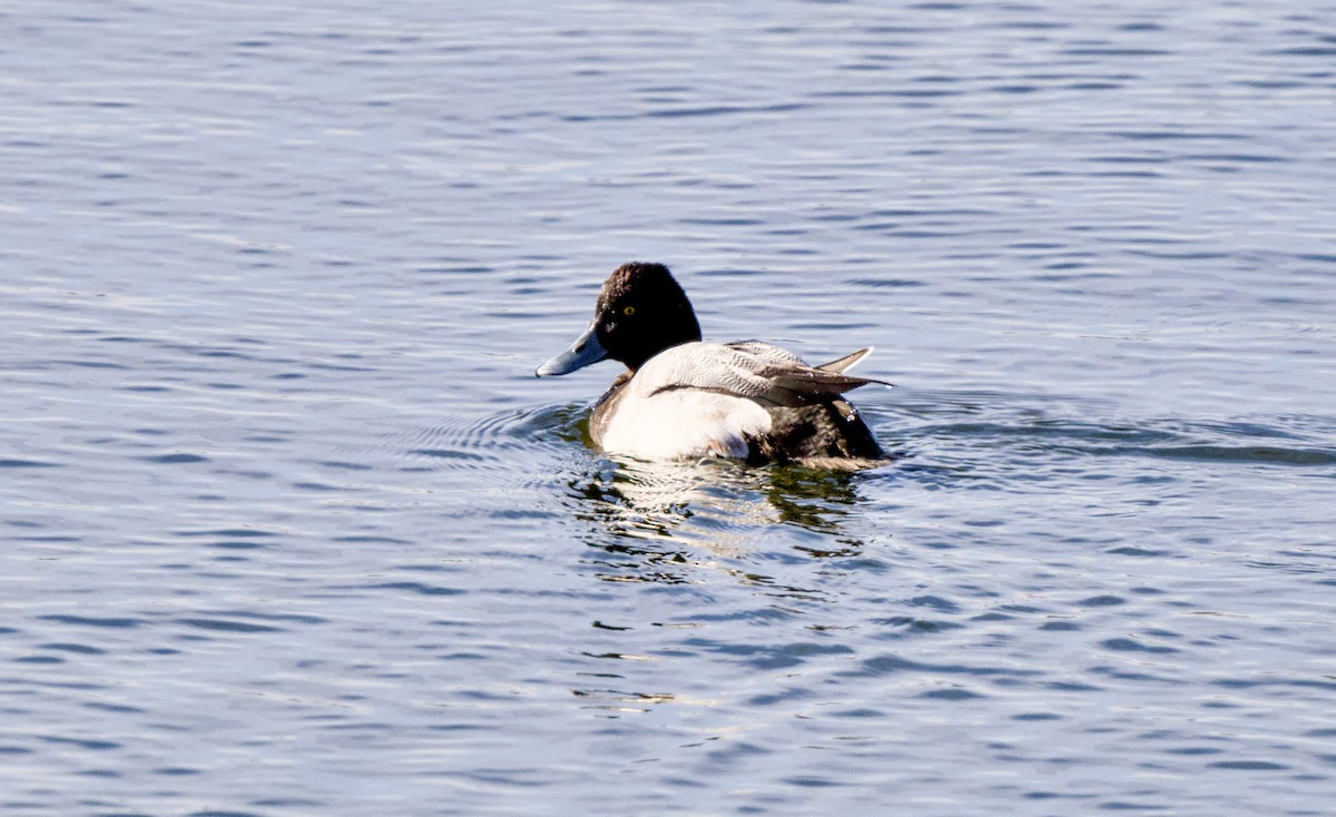 Lesser Scaup - ML649504091