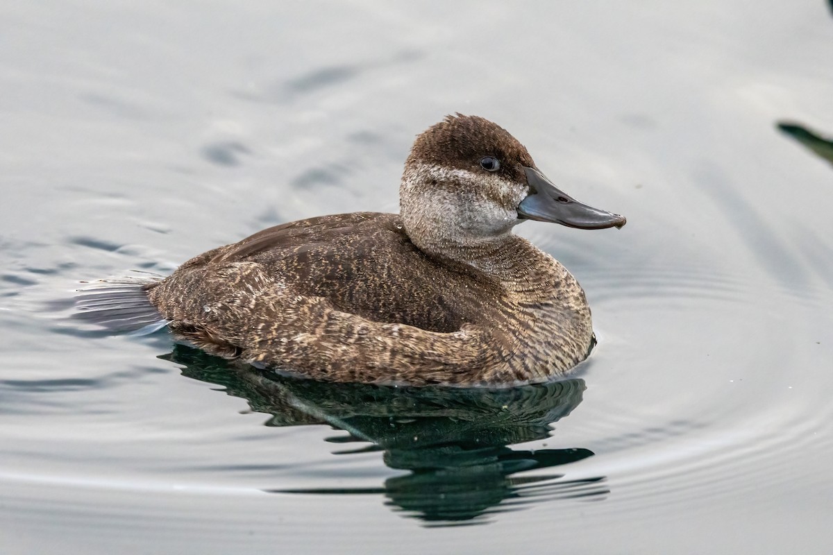 kachnice kaštanová - ML649504105