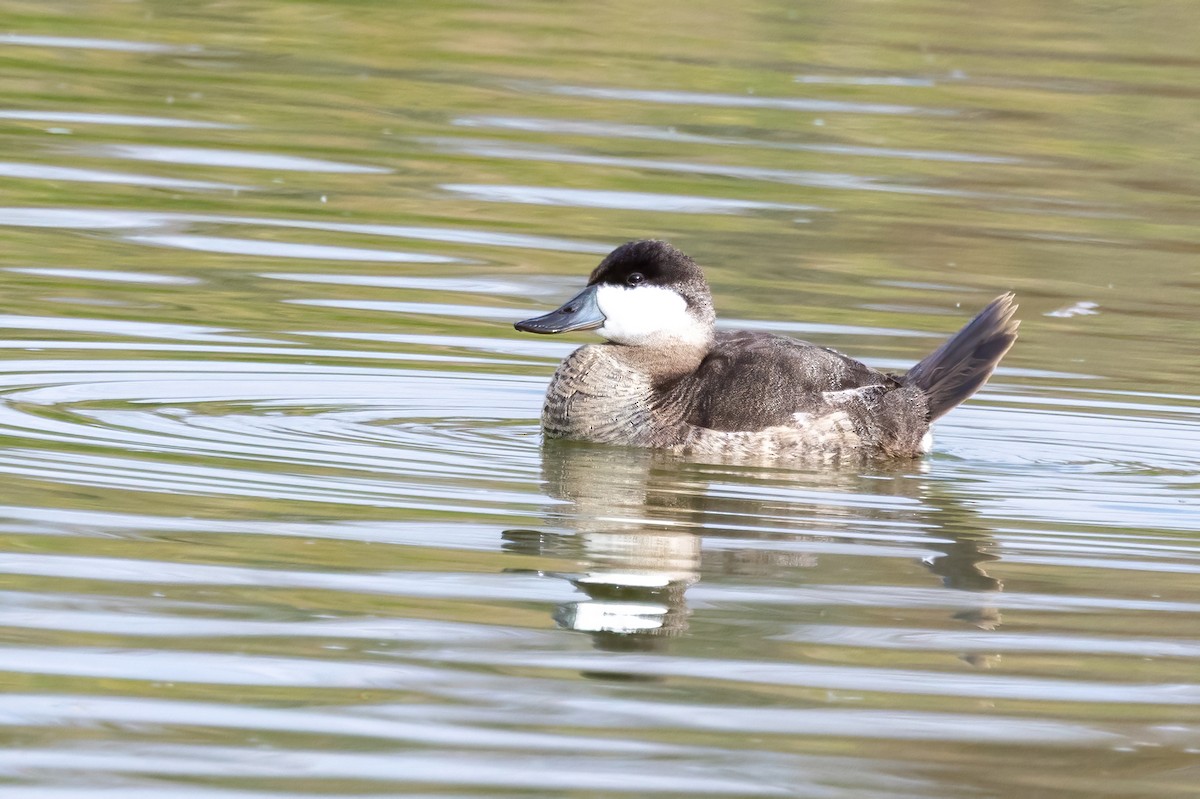 kachnice kaštanová - ML649504135