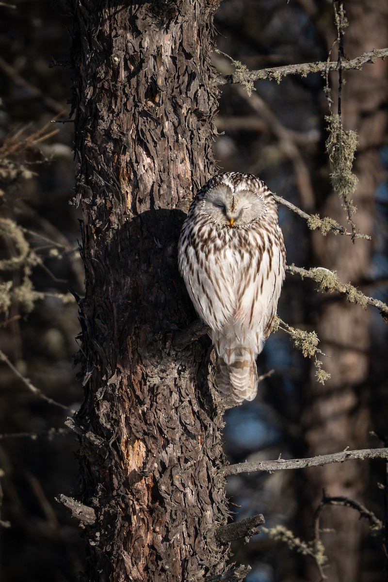 puštík bělavý [skupina uralensis] - ML649504208