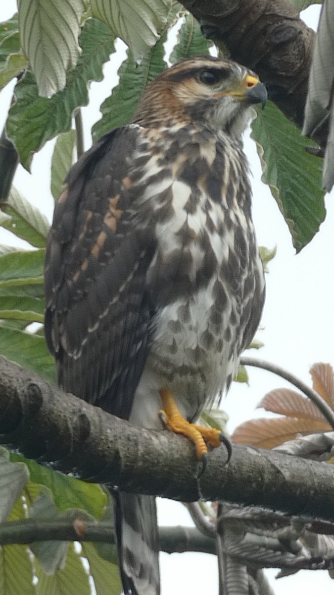 Серый канюк - ML649504690