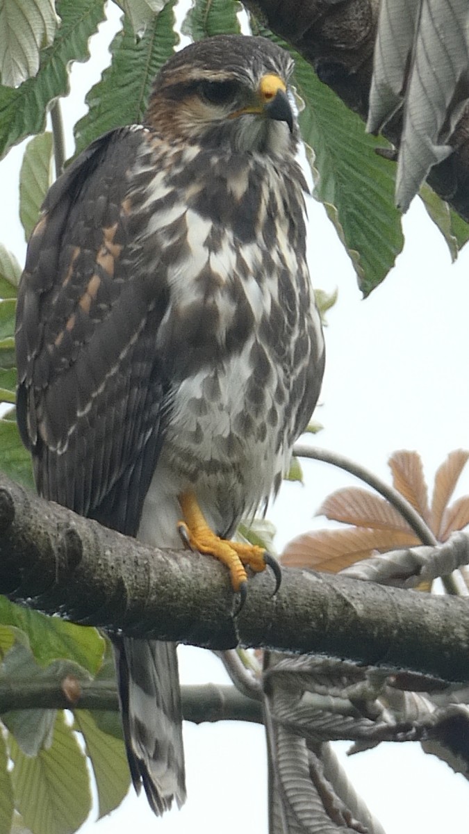 Серый канюк - ML649504691