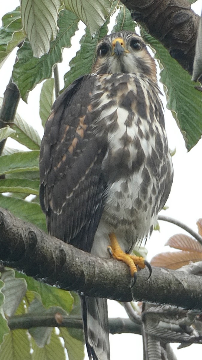 Серый канюк - ML649504693