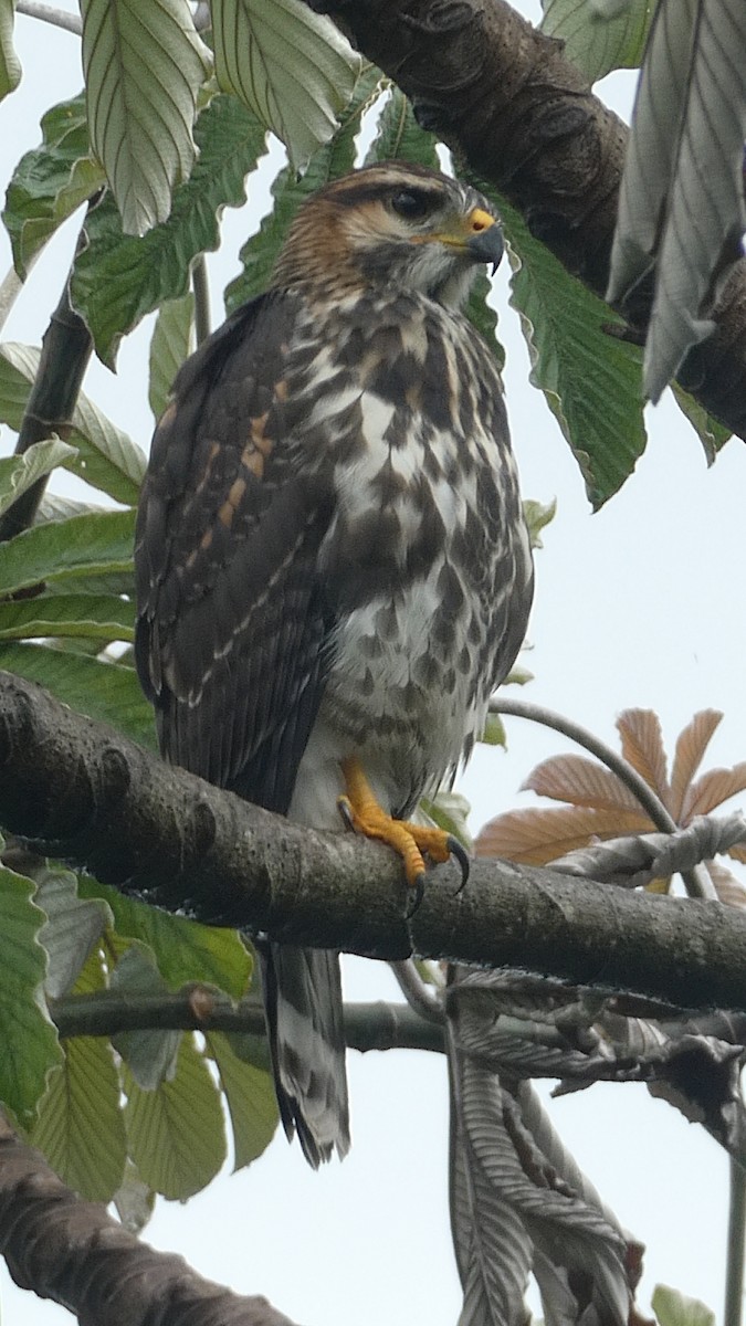 Серый канюк - ML649504698