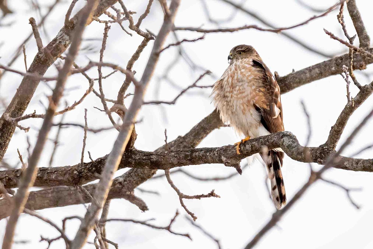 krahujec americký - ML649505491