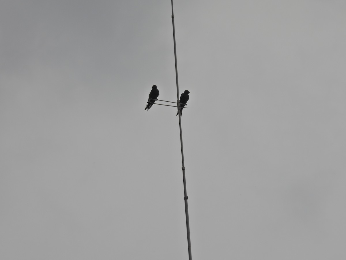 Southern Martin - ML649505996