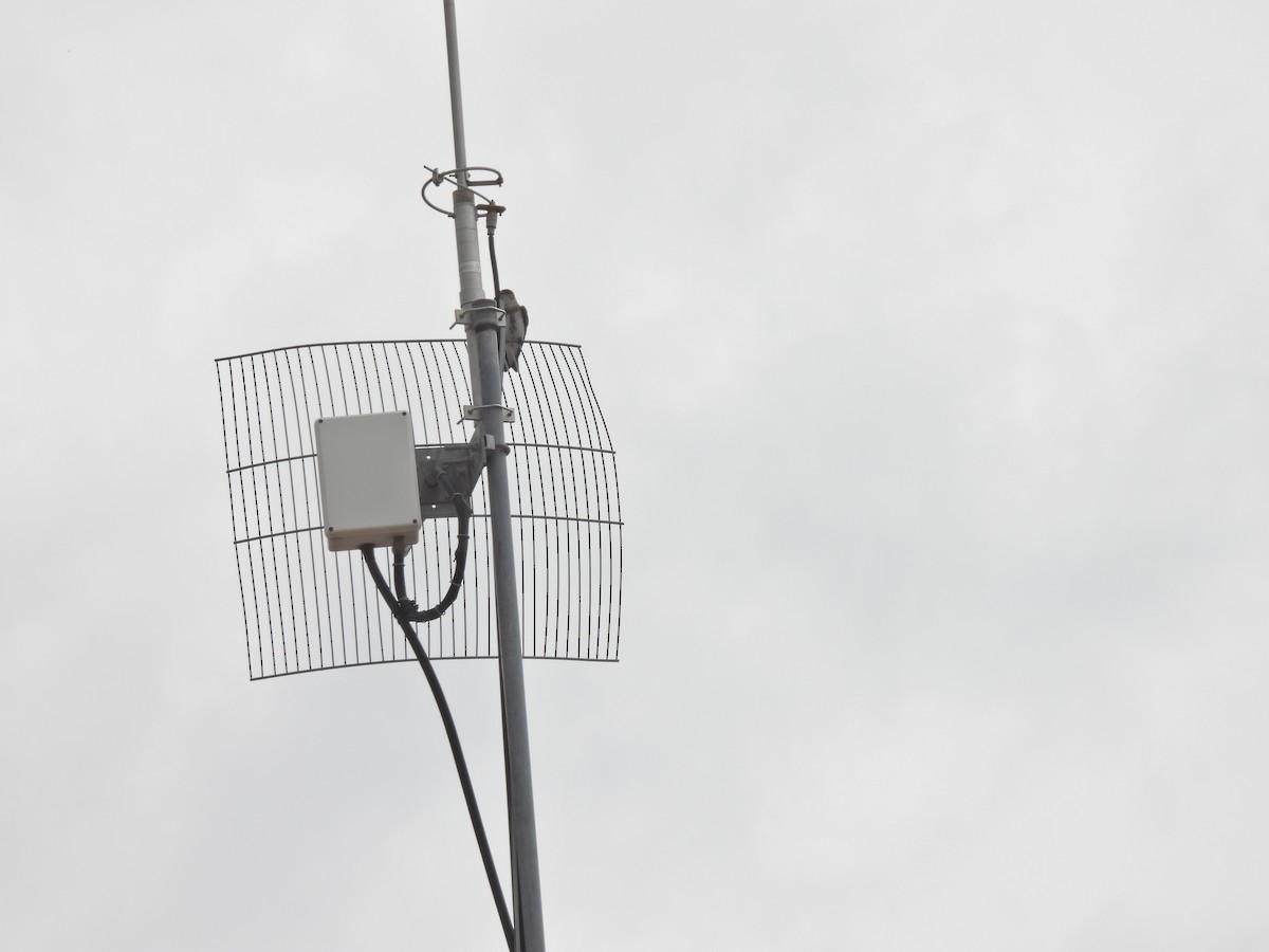 Brown-chested Martin - ML649505999