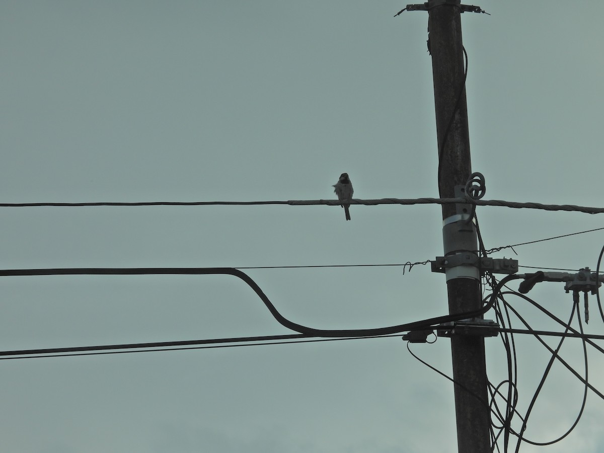 דרור הבית - ML649506028