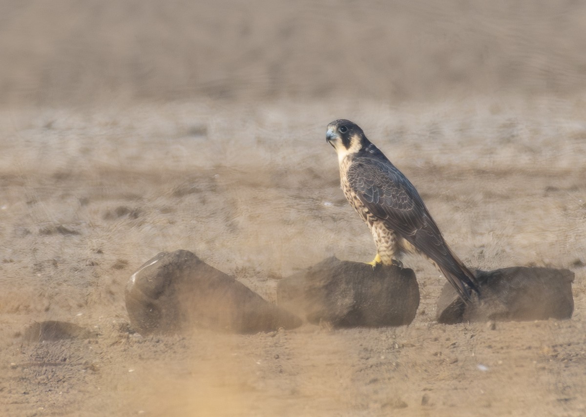 Belatz handia - ML649506100