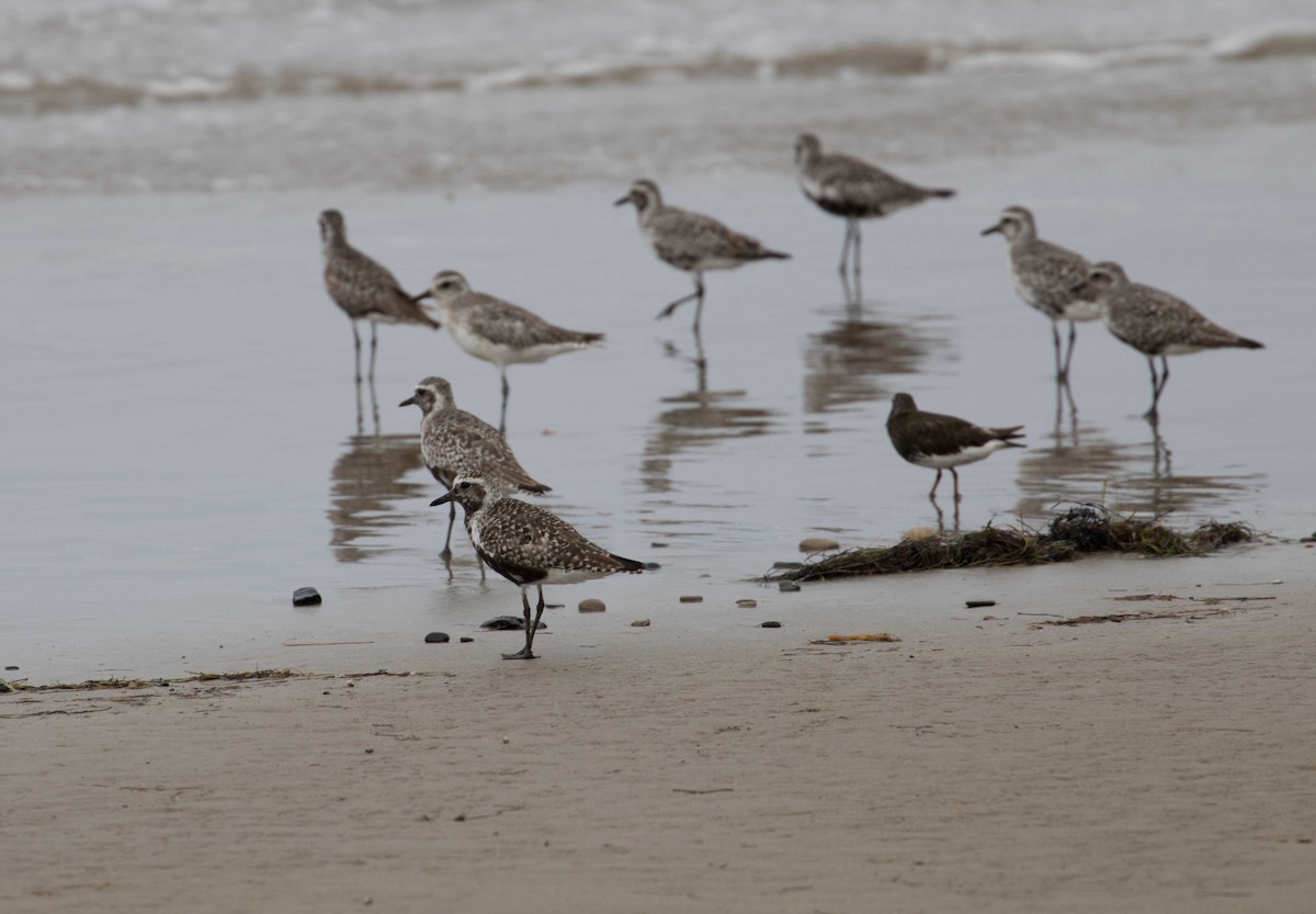 Black-bellied Plover - ML64950671