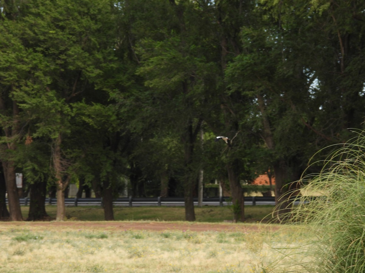 Southern Lapwing - ML649506798