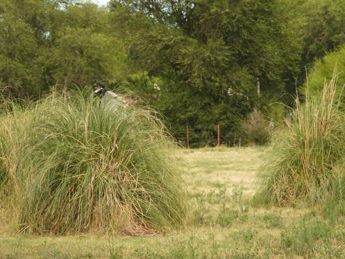 Southern Lapwing - ML649506799
