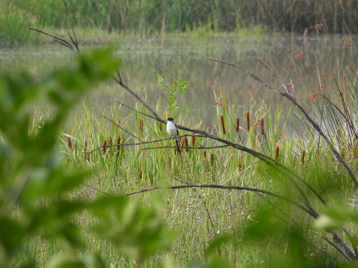 Fork-tailed Flycatcher - ML649506821