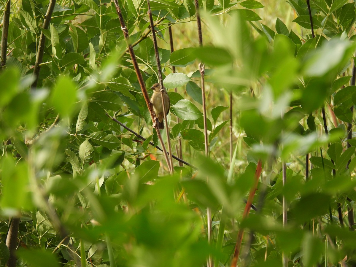 Double-collared Seedeater - ML649506831
