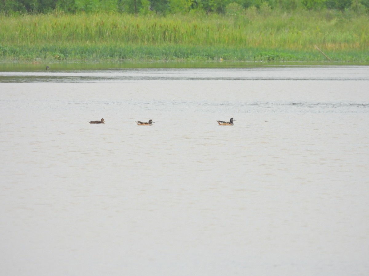Chiloe Wigeon - ML649506923