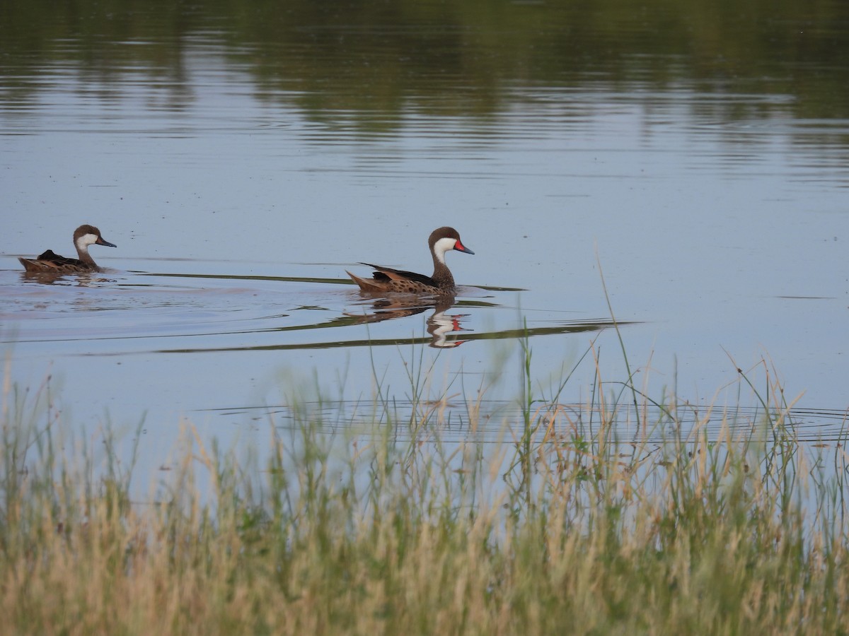 White-cheeked Pintail - ML649506931