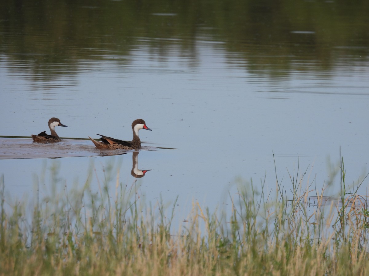 White-cheeked Pintail - ML649506932