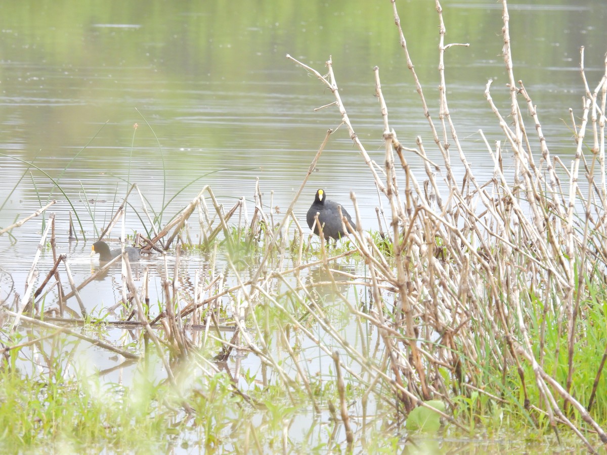 White-winged Coot - ML649506969