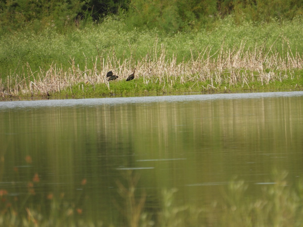 White-faced Ibis - ML649506994