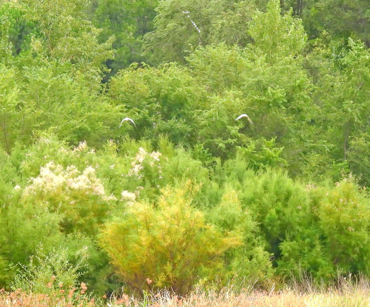 Whistling Heron - ML649507046