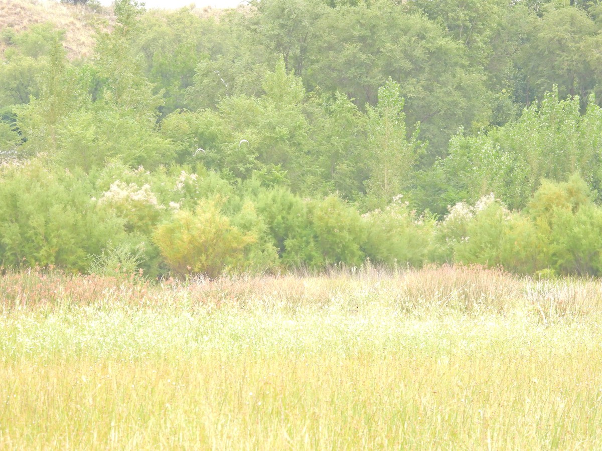 Whistling Heron - ML649507051