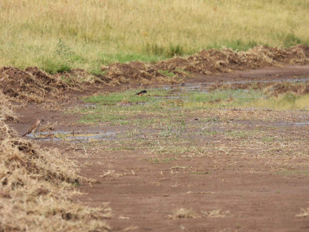 סנונית רפתות - ML649507061