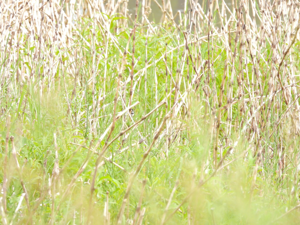 Double-collared Seedeater - ML649507082