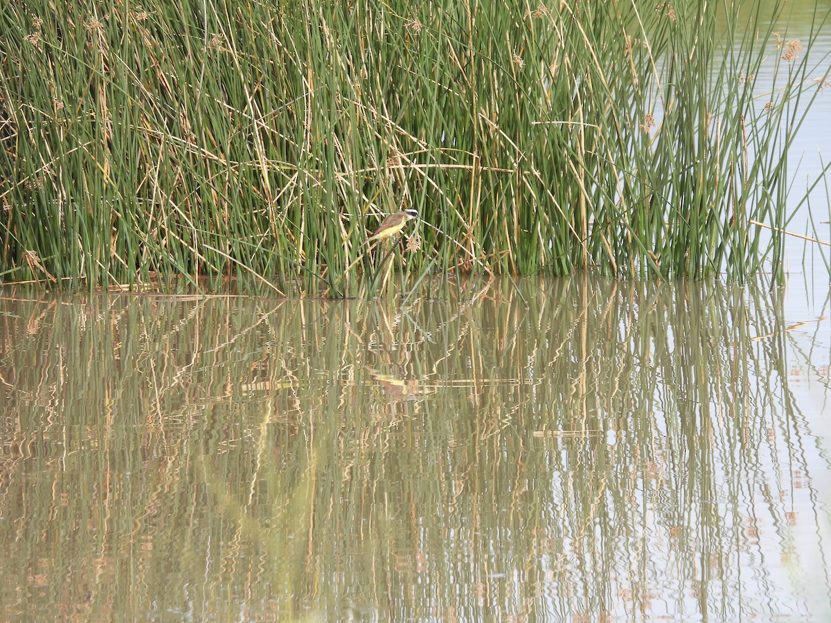 Great Kiskadee - ML649507088