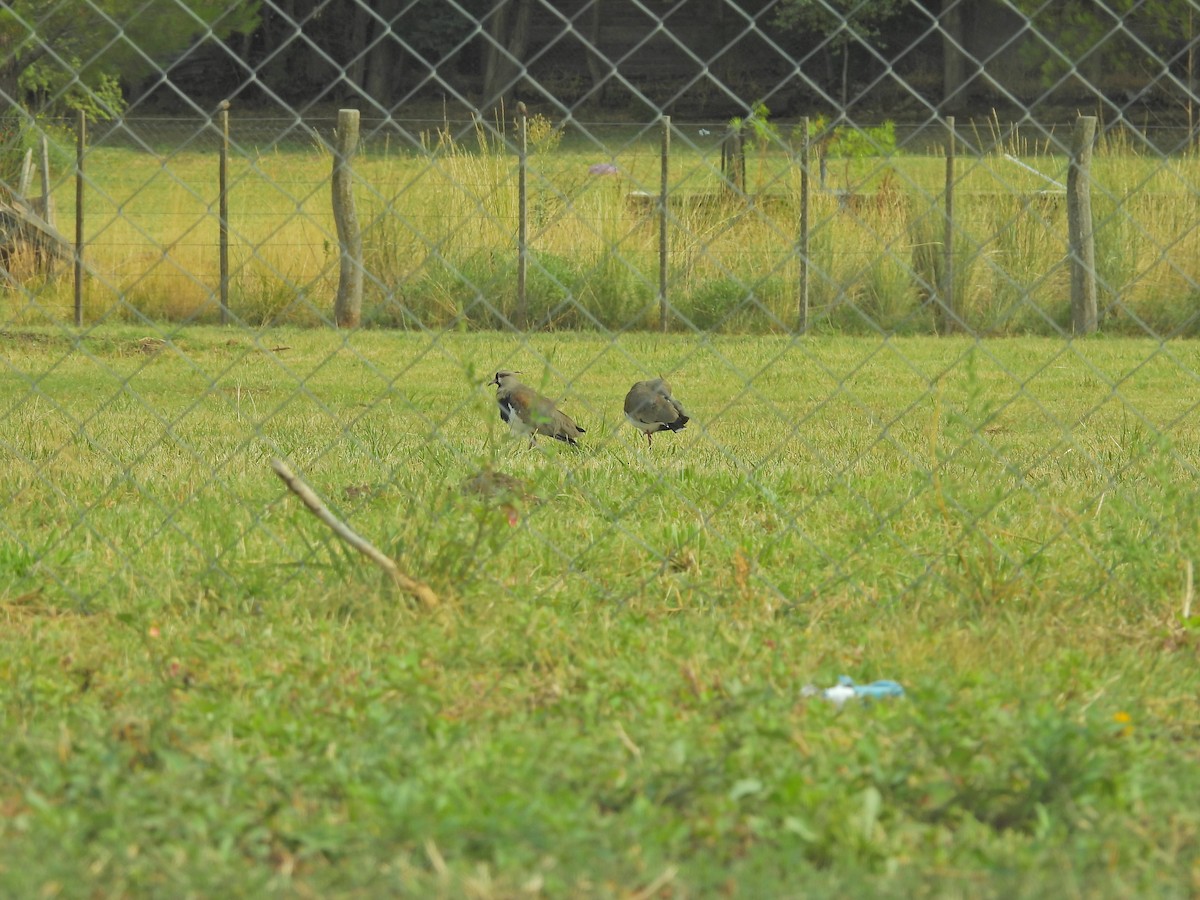 Southern Lapwing - ML649507214