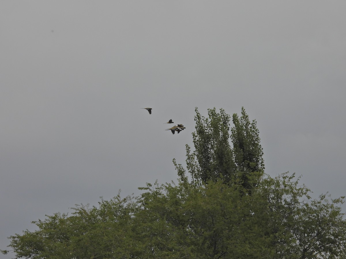 Burrowing Parakeet - ML649507261