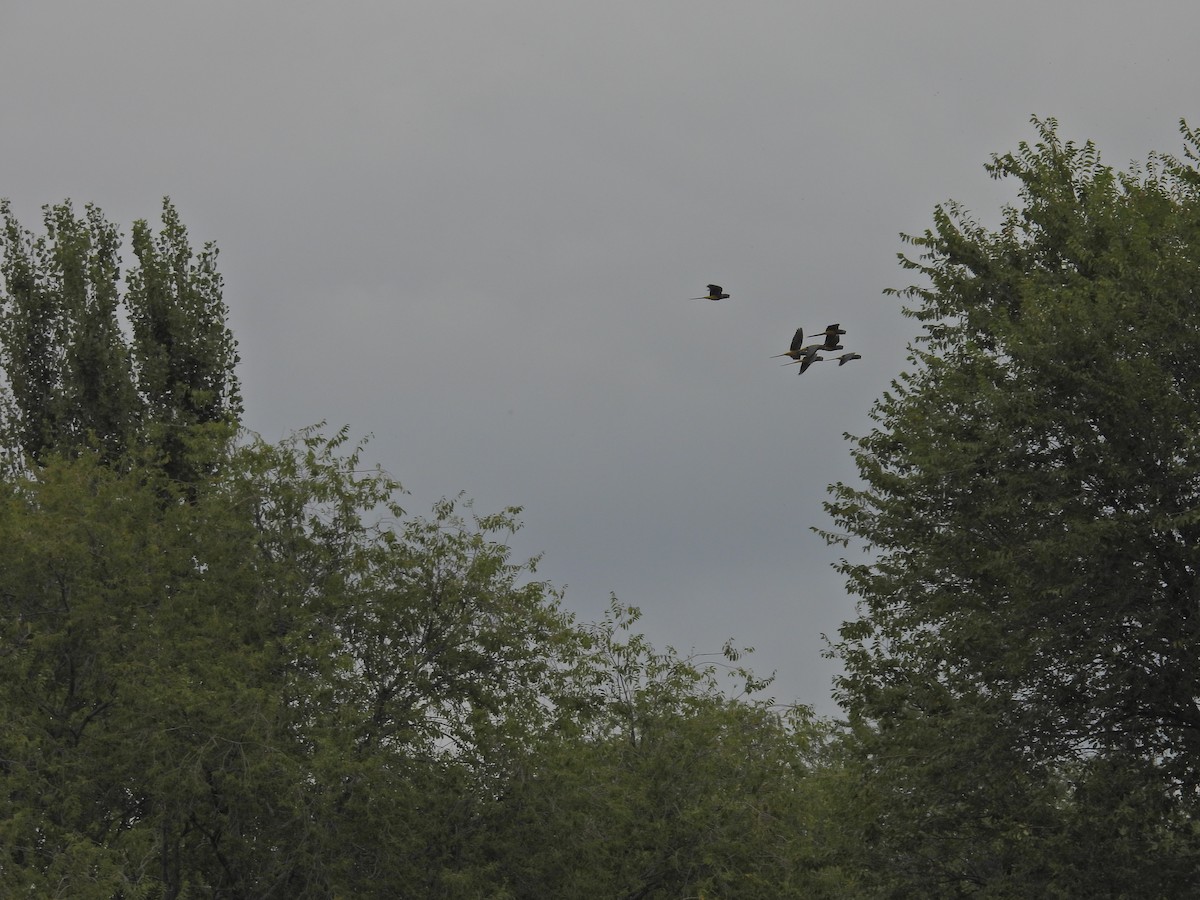 Burrowing Parakeet - ML649507262