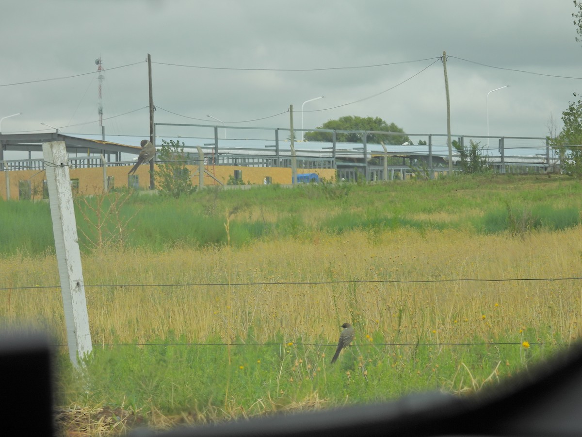 Fork-tailed Flycatcher - ML649507270