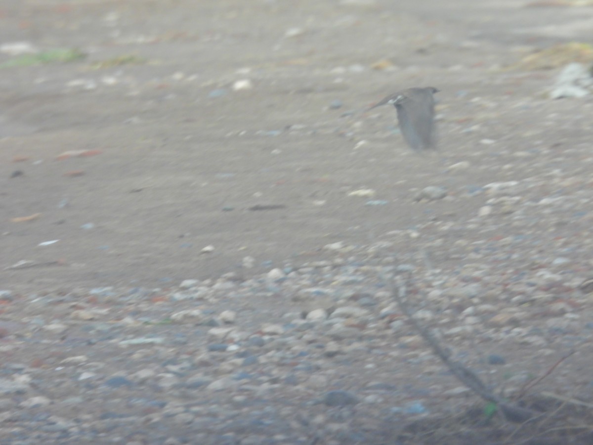 סנונית בלתי-מזוהה - ML649507276